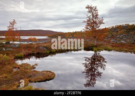 Blick von der Tsahkaljärvi-Wanderung Stockfoto