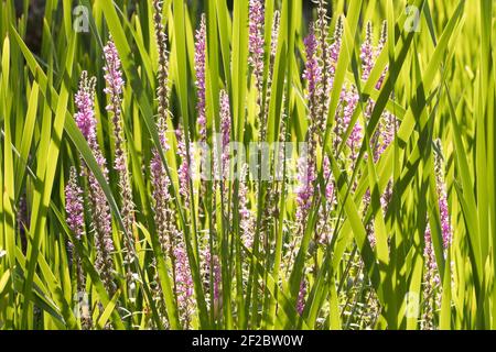 Purple loosestrife (Lythrum salicaria) wächst unter reedmace in einem Teich. Sussex, Großbritannien. Stockfoto