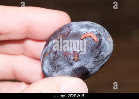 Pflaumenfruchtmotte (Grapholita funebrana) Larve entstand aus der Frucht. Sussex, Großbritannien. Stockfoto