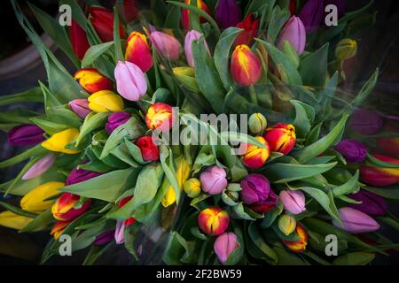 Tulpen zum Verkauf im Bloemenmarkt (Blumenmarkt), Amsterdam, Niederlande. Stockfoto