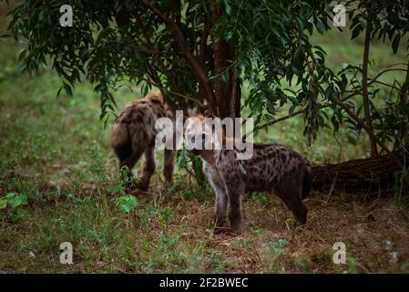 Entdeckt Hyena im Krüger Nationalpark, Südafrika. Dezember 2020. Stockfoto