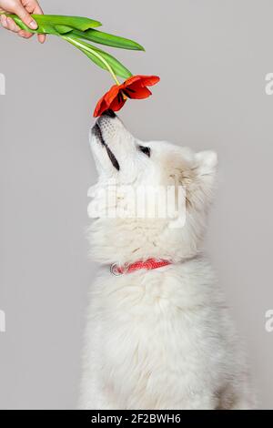 Niedliche weiße Welpen Samoyed Hund schniffs rote Blume Tulpe in weiblicher Hand. Spring Concept Vertikalaufnahme. Stockfoto