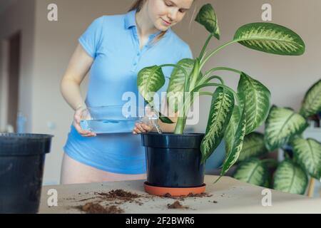 Pflege nach Zimmerpflanzen. Giessen einer eingetopften Palme Stockfoto