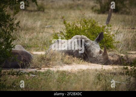 Südliches Weißes Nashörner, das im Krüger Nationalpark ruht Stockfoto