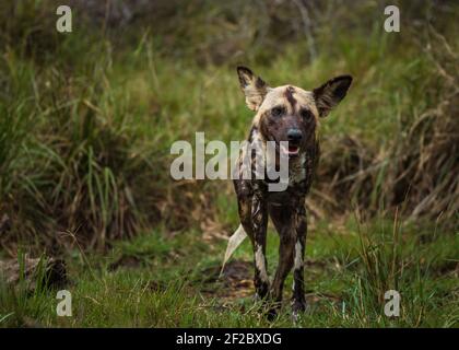 African Wild Dog Wet nach einem Sprung in einer Pfütze im Kruger National Park, Südafrika Stockfoto