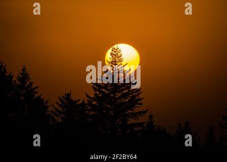 Die Sonne geht hinter der Spitze der Bäume während Sonnenuntergang im Winter - Sonne im Detail Stockfoto