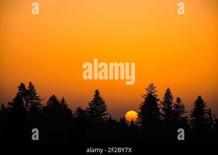 Die Sonne geht hinter der Spitze der Bäume während Sonnenuntergang im Winter mit orangefarbenem Himmel Stockfoto