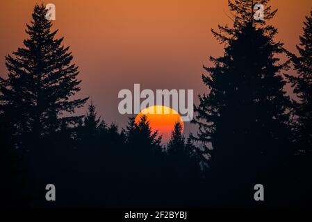 Die Sonne geht hinter der Spitze der Bäume während Sonnenuntergang im Winter - Sonne im Detail Stockfoto