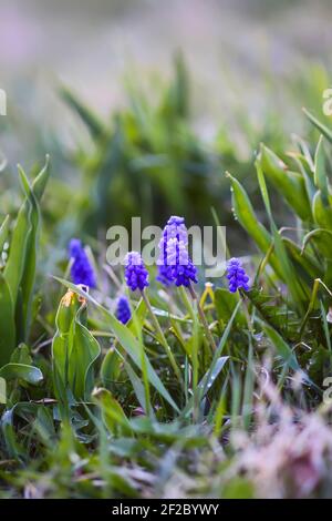 Blaue Muscari Blumen. Maus Hyazinthe Pflanzen blüht im Frühling Garten. Stockfoto