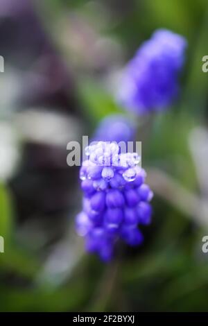 Blaue Muscari Blumen. Maus Hyazinthe Pflanzen blüht im Frühling Garten. Stockfoto