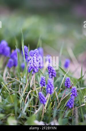 Blaue Muscari Blumen. Maus Hyazinthe Pflanzen blüht im Frühling Garten. Stockfoto