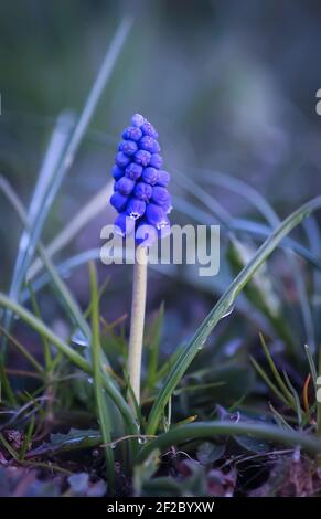 Blaue Muscari Blumen. Maus Hyazinthe Pflanzen blüht im Frühling Garten. Stockfoto