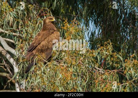 Steppenadler (Aquila nipalensis) auf einem Baum Stockfoto