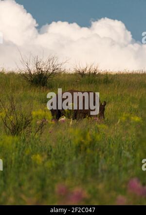 Südliche weiße Nashörner im Grasland des Rietvlei Nature Reserve, Südafrika. Dezember 2020 Stockfoto