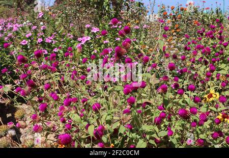 Blühende rosa Blüten Gomphrena im Garten. Gomphrena globosa und Globus Amaranth Stockfoto