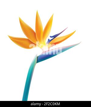 Vektor tropische Pflanze Paradiesvogel Blume oder Strelitzia Reginae Isoliert auf weißem Hintergrund Stock Vektor