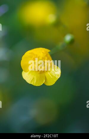 Ranunculus arvensis gelbe Blüten. Mais Buttercup blüht Pflanzen auf Frühlingswiese Stockfoto