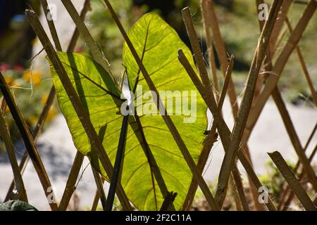 Elefantenohr auch als Giant Green Tropical Arrow Leaf und Werk Taro Stockfoto
