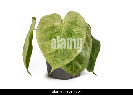 Tropische 'Syngonium macrophyllum Frosted Heart' Zimmerpflanze in Blumentopf isoliert Auf weißem Hintergrund Stockfoto