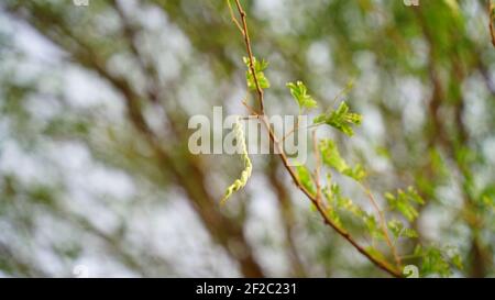 Die Früchte der Vachellia nilotica allgemein bekannt als Gummi arabischen Baum, Babul, Thorn mimosa (kikar Baum). Dornige Akazie ist ein Baum in Rajasthan, Indien Stockfoto
