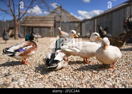 Gruppe von Enten auf kleinen runden Steinen Boden, verschwommen Bauernhof Hintergrund, enge Detail, flache Tiefe Feld, nur ein männliches Vogelauge im Fokus Stockfoto