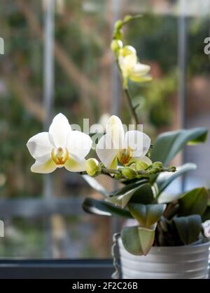 Orchideenpflanze, die in einem Blumentopf auf der Fensterbank blüht. Weiße zarte Knospen und Blüten, verwackelte Fensterglashintergrund, vertikale Nahaufnahme Stockfoto