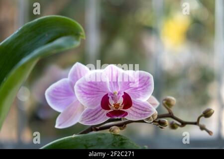 Orchideenpflanze, die in einem Blumentopf auf der Fensterbank blüht. Lila zarten Knospen und Blüten, verwischen Fenster Glas Hintergrund, Nahaufnahme. Inneneinrichtung Stockfoto