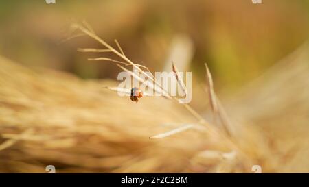 Ein Marienkäfer, bekannt als Marienkäfer, der auf einer trockenen Senfpflanze auf dem Feld hängt. Makro-Foto-Ansicht von orangen Insekten auf Senf. Winterwanzen und Käfer in Indi Stockfoto