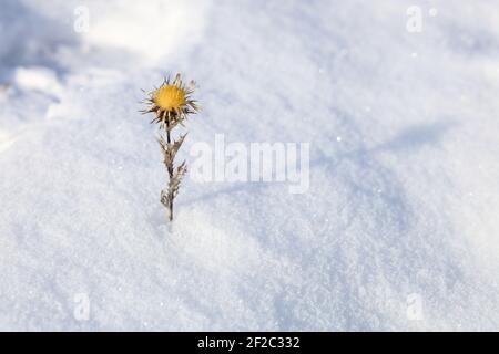 Silberne Distel im Schnee Stockfoto