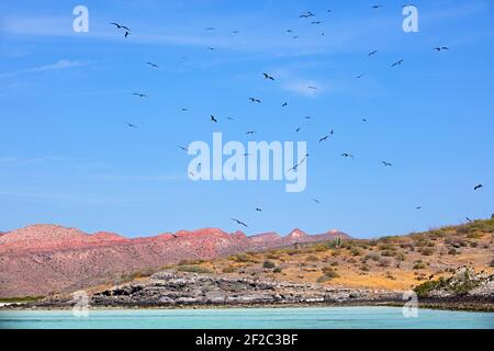 Herrliche Fregattvögel fliegen über Kolonie auf Isla Espíritu Santo, Insel im Golf von Kalifornien bei La Paz, Baja California Cruz, Mexiko Stockfoto