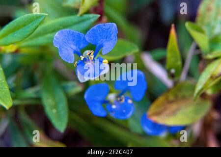 Makroaufnahme der Tagesblume (Commelina diffusa) - Davie, Florida, USA Stockfoto