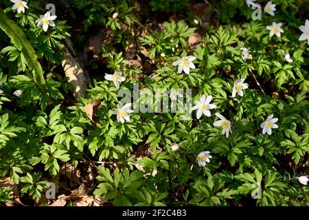 Wilde Anemonen breiteten sich über den Boden dieser Waldlichtung aus, deren weiße Blüten auf einem Teppich aus grünem Laub erstrahlen. Stockfoto