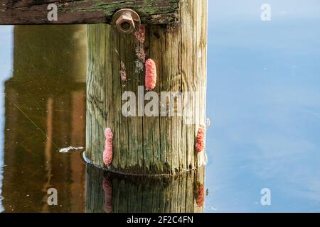 Rosa Eier der Insel Apfelschnecke (Pomacea maculata), eine invasive Art, auf einem Dock Post - Long Key Natural Area, Davie, Florida, USA Stockfoto