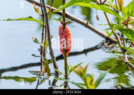 Rosa Eier der Insel Apfelschnecke (Pomacea maculata), eine invasive Art, auf einem Zweig in einem See - Long Key Natural Area, Davie, Florida, USA Stockfoto