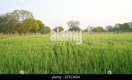 Ein großes Weizenfeld in Indien und rohe Spitzen gegen einen hellen Himmel. Ländliche Landschaft mit unreifen Weizenkulturen im Sonnenuntergang. Grüne Weizenohren Stockfoto