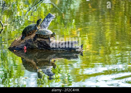 Zwei Florida Cooter Schildkröten alias Coastal plain Coudemys (Pseudemys concinna floridana) auf einem Baumstamm in einem grünen See - Long Key Natural Area, Davie, Florid Stockfoto