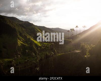 Luftaufnahme Natur Landschaft Panorama von hohen Wachspalmen Im Valle del Cocora Tal im Salento Quindio Kolumbien Süd Amerika Stockfoto