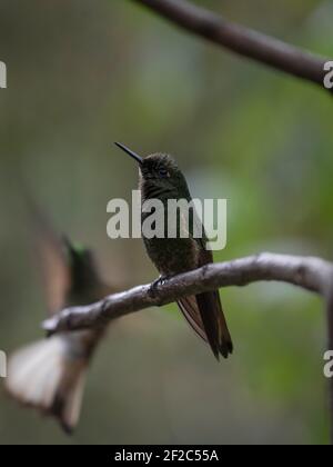 Zwei grüne Buff-tailed Coronet Boissonneaua flavescens kolibri Tiervögel Sitzen auf einem Ast in Acaime Valle del Cocora Valley In Sa Stockfoto