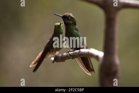 Zwei grüne Buff-tailed Coronet Boissonneaua flavescens kolibri Tiervögel Sitzen auf einem Ast in Acaime Valle del Cocora Valley In Sa Stockfoto