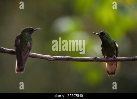 Zwei grüne Buff-tailed Coronet Boissonneaua flavescens kolibri Tiervögel Sitzen auf einem Ast in Acaime Valle del Cocora Valley In Sa Stockfoto