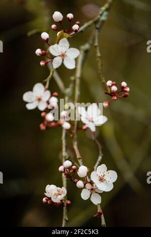 Pflaumenbaum (Prunus cerasifera negra) Stockfoto