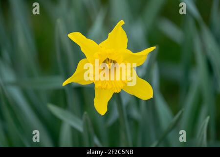 Narzissen (Narcissus spp) Stockfoto