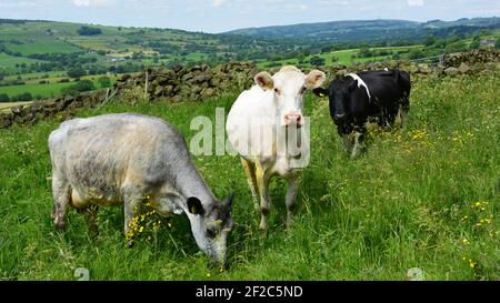 Drei Kühe auf dem Feld Stockfoto