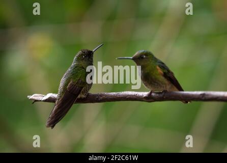 Zwei grüne Buff-tailed Coronet Boissonneaua flavescens kolibri Tiervögel Sitzen auf einem Ast in Acaime Valle del Cocora Valley In Sa Stockfoto