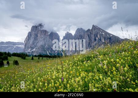 Blühende Blumen auf der Seiser Alm in den italienischen dolomiten. Stockfoto