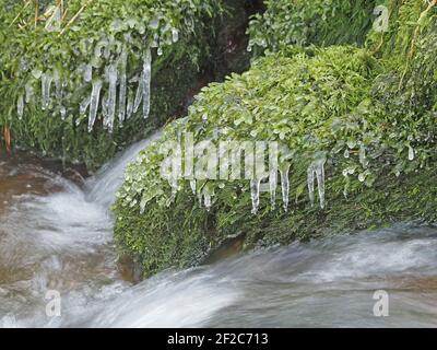 Eiszapfen-Formationen gefroren in der Zeit auf überhängenden Moos über rauschenden Strom in Winter Cumbria, England, Großbritannien Stockfoto