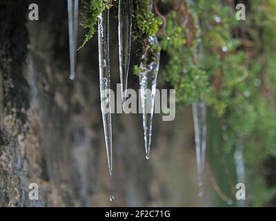 Tropfen, die von scharfen spitzen Spitzen kristallklarer Eiszapfen-Formationen vom moosigen Dach in Winter Cumbria, England, UK fallen Stockfoto