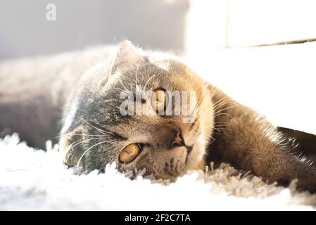 Eine niedliche lustige Katze liegt auf einem flauschigen Teppich im Haus unter den Sonnenstrahlen. Golden Ticked Fold Scottish Katze. Stockfoto