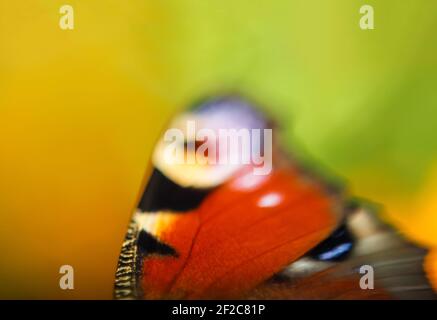 Defocus schöner Flügel eines Pfau Schmetterling ist extrem nah. Heller unscharfer grüner und gelber Hintergrund. Malerische Tapete, Glückskonzept Stockfoto