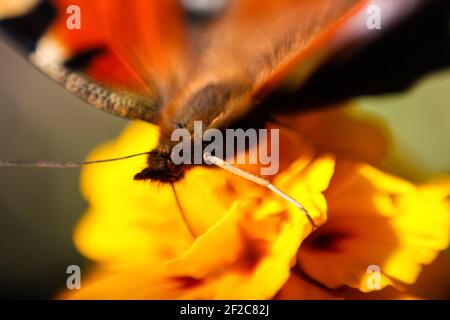 Defocus slowpoke Schmetterling Pfau sammeln Pollen auf einer leuchtend gelben Blume Seitenansicht. Makro. Extreme Nahaufnahmen. Gesicht Schmetterling mit Stockfoto